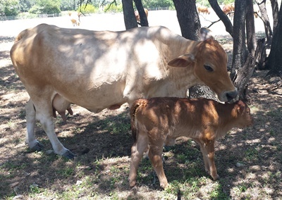 Bebe and her calf